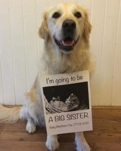 pregnancy announcement dog